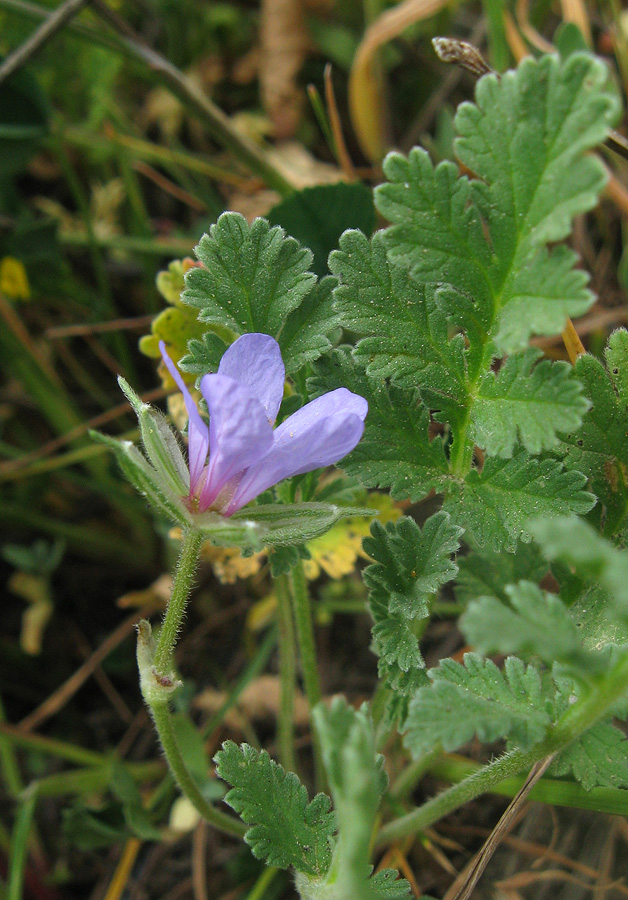 Изображение особи Erodium ciconium.