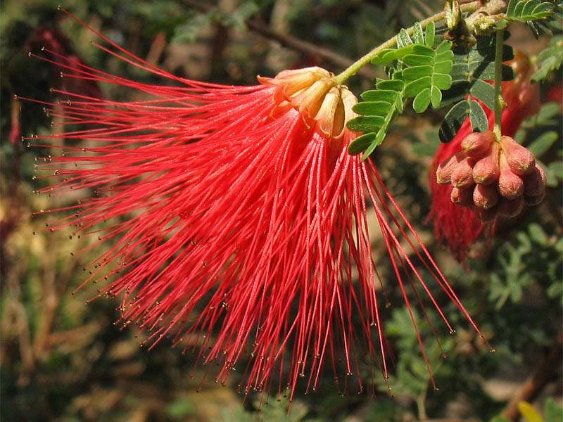 Image of Calliandra californica specimen.