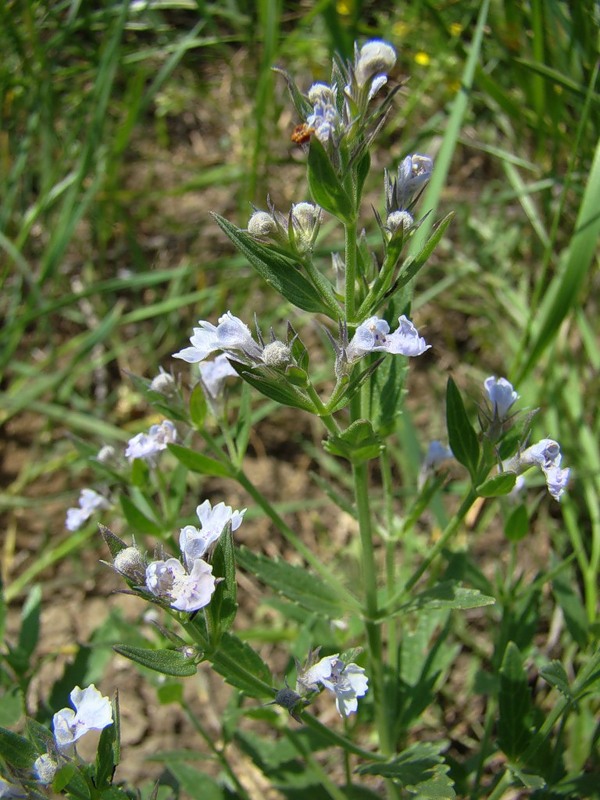 Изображение особи Nepeta parviflora.