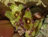 Caralluma europaea