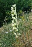 Delphinium semibarbatum