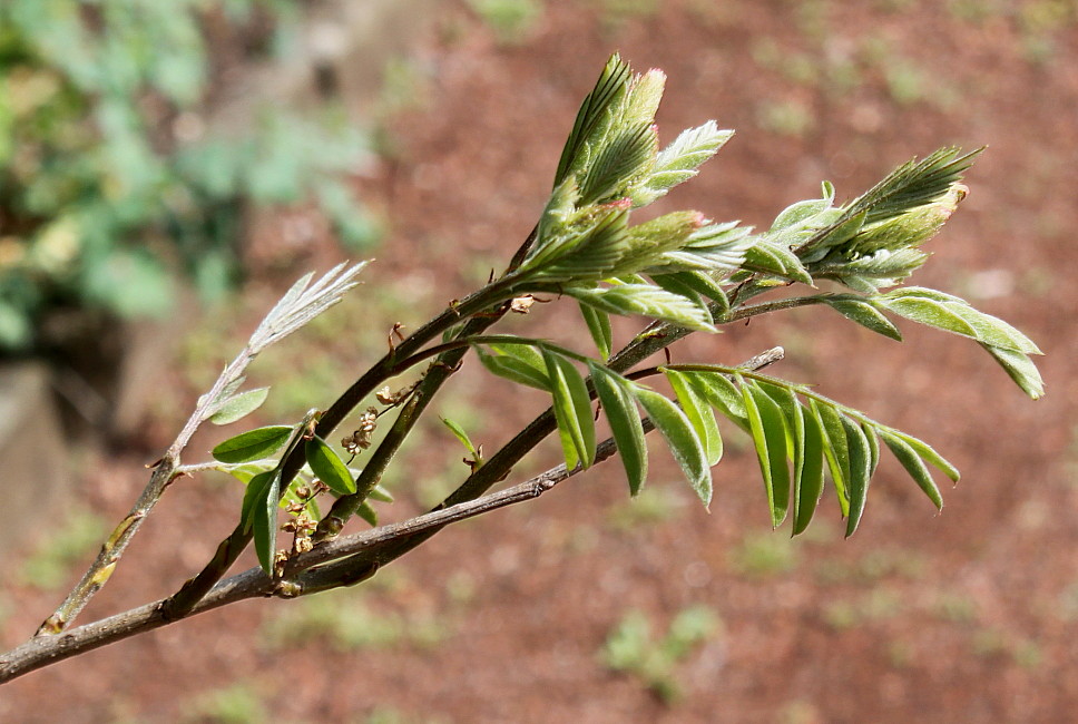 Изображение особи Amorpha fruticosa.