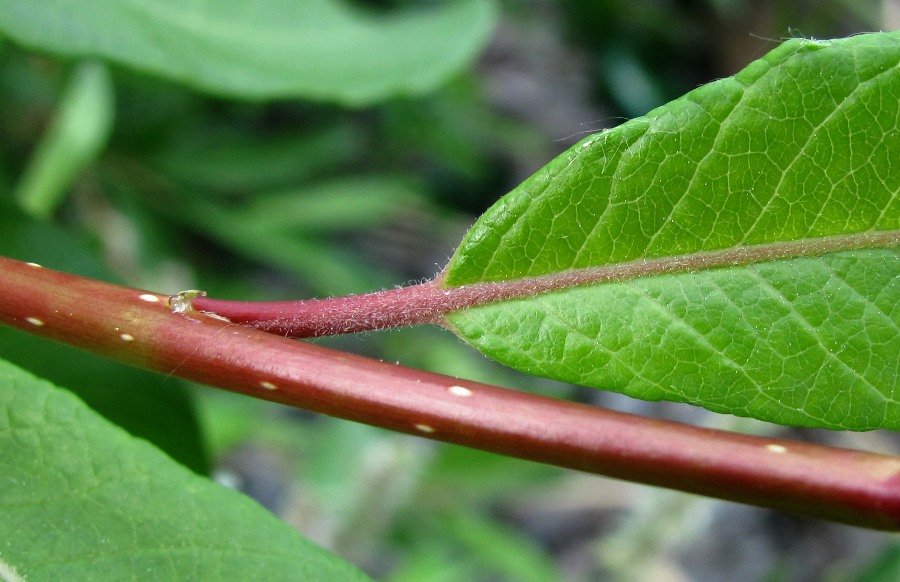 Image of Salix phylicifolia specimen.