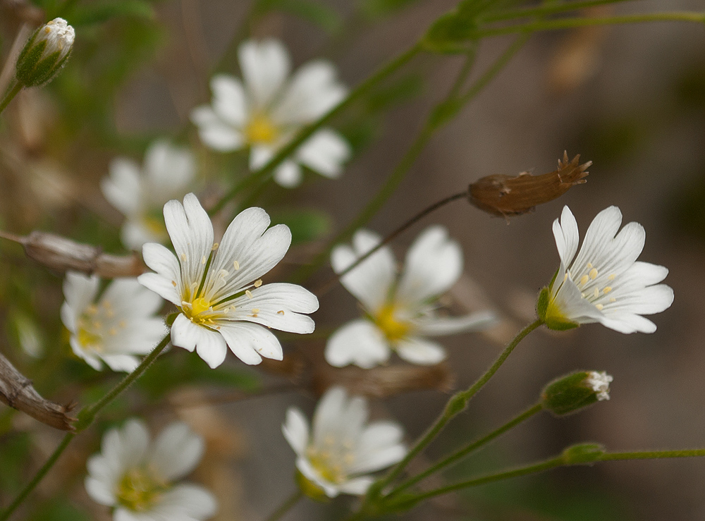 Изображение особи Cerastium alpinum.