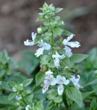 Ocimum basilicum