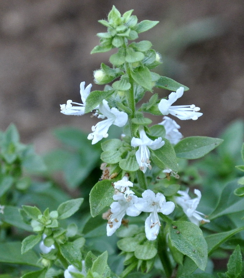 Изображение особи Ocimum basilicum.