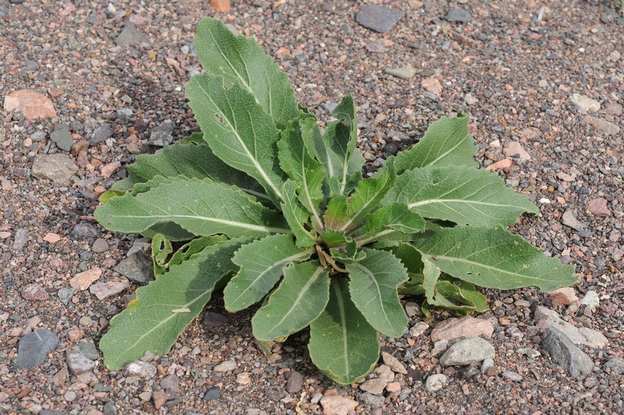 Image of Erucastrum armoracioides specimen.