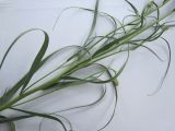 Scorzonera ensifolia