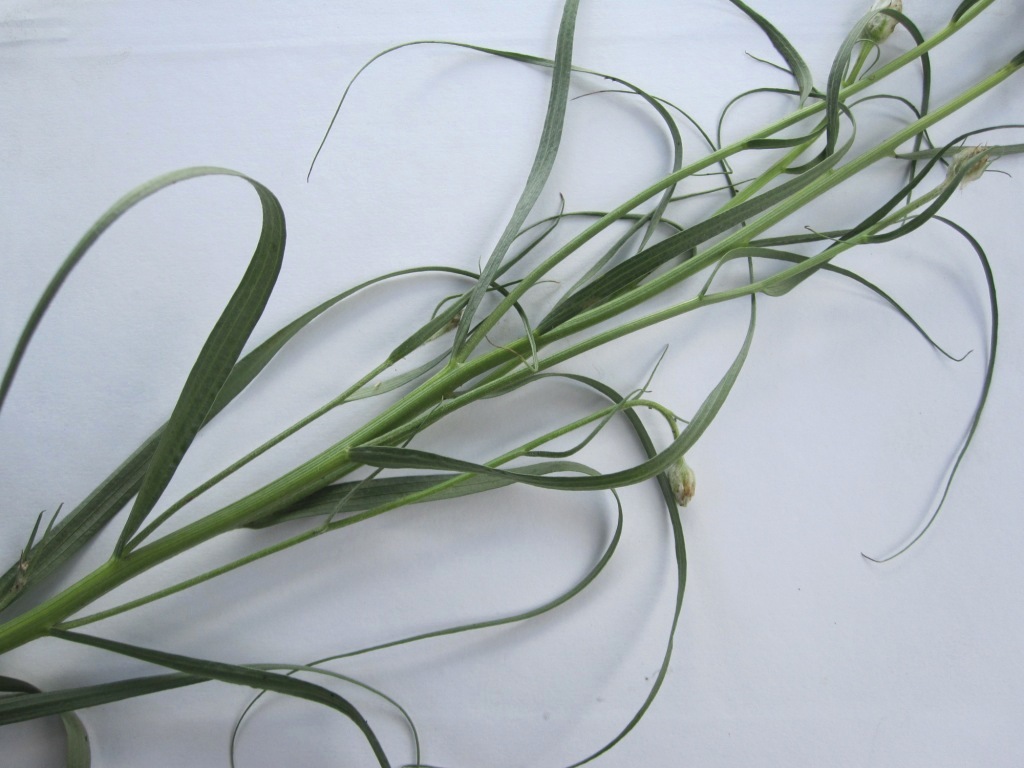 Image of Scorzonera ensifolia specimen.