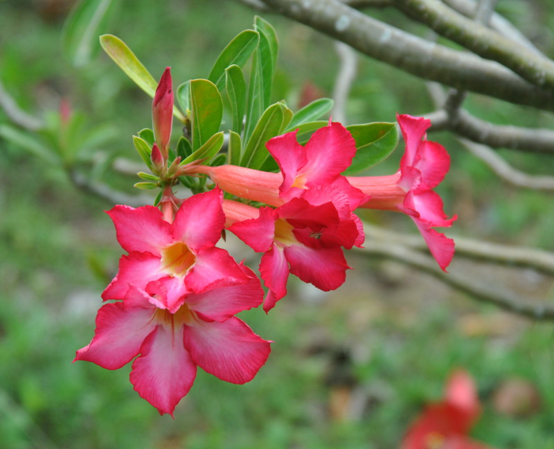 Image of Adenium obesum specimen.