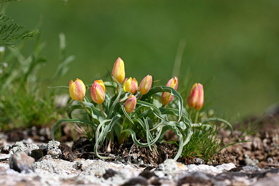 Изображение особи Tulipa lemmersii.