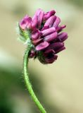 Image of taxon representative. Author is Алим Газиев