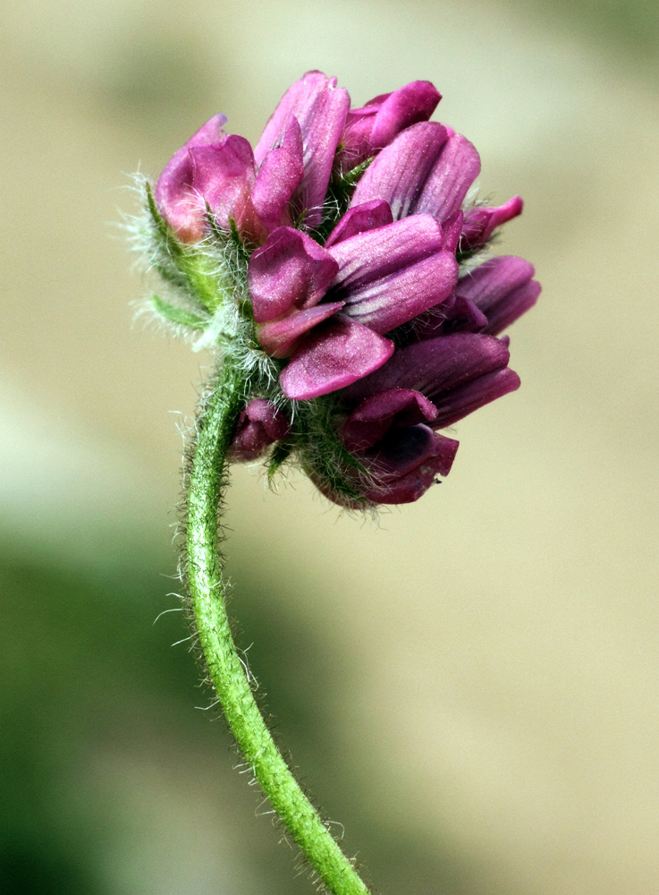 Image of Oxytropis arassanica specimen.