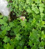 Anemonastrum fasciculatum