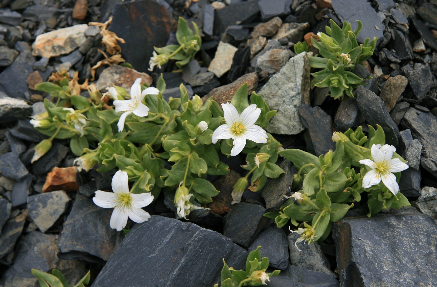 Изображение особи Cerastium undulatifolium.