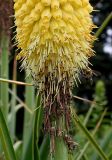 Kniphofia uvaria