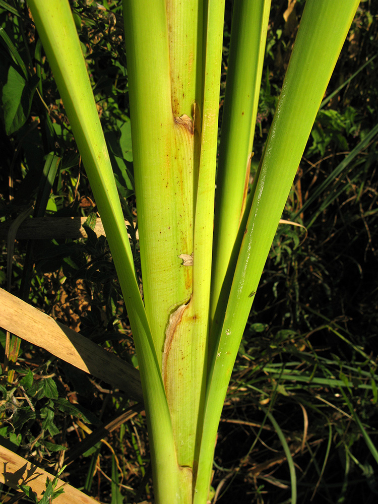 Image of genus Typha specimen.