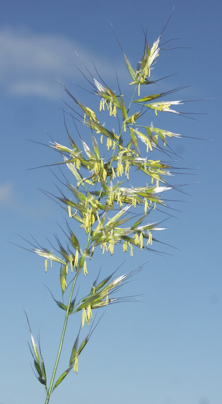 Изображение особи Helictotrichon pubescens.