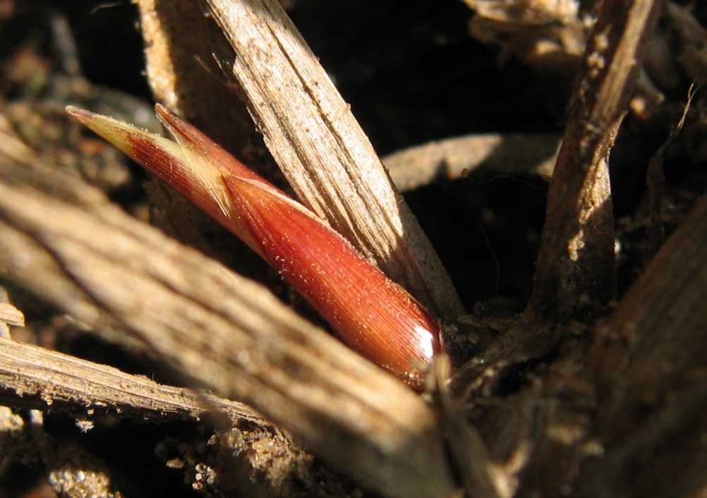 Image of Carex aquatilis specimen.