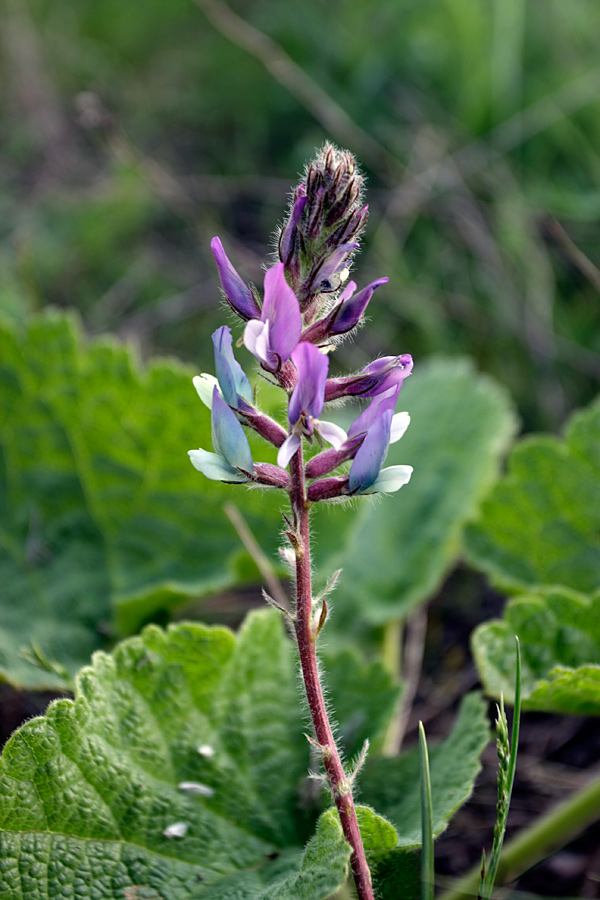 Image of Oxytropis subcapitata specimen.
