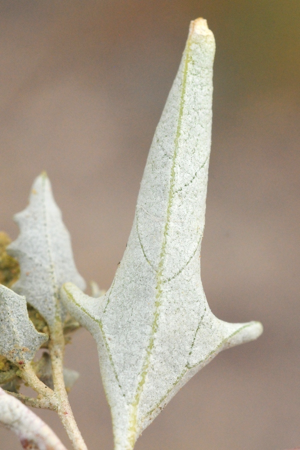 Image of Atriplex aucheri specimen.