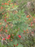 Rosa iberica