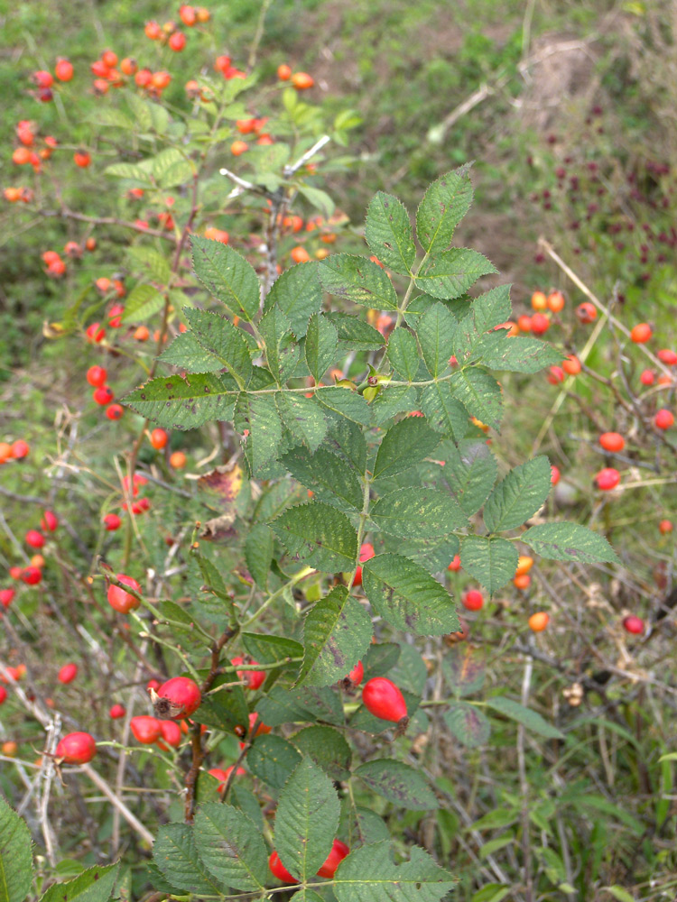 Image of Rosa iberica specimen.