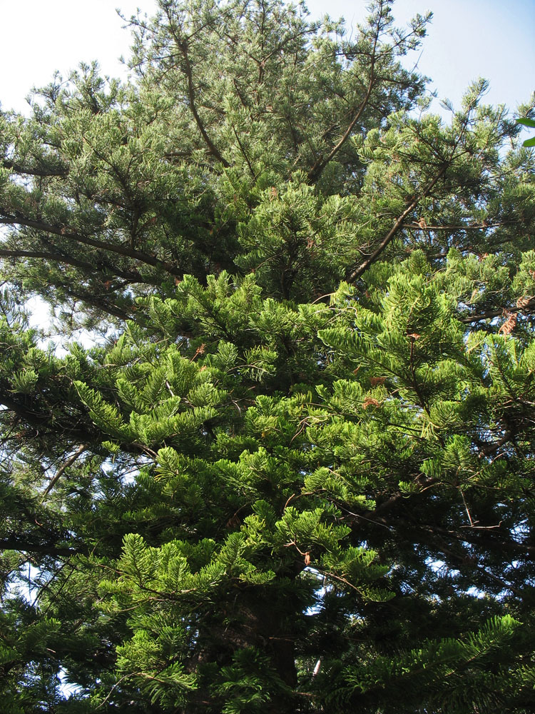 Image of Araucaria heterophylla specimen.