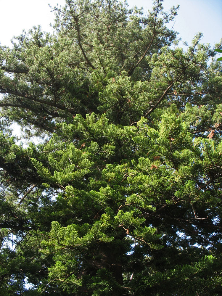 Изображение особи Araucaria heterophylla.