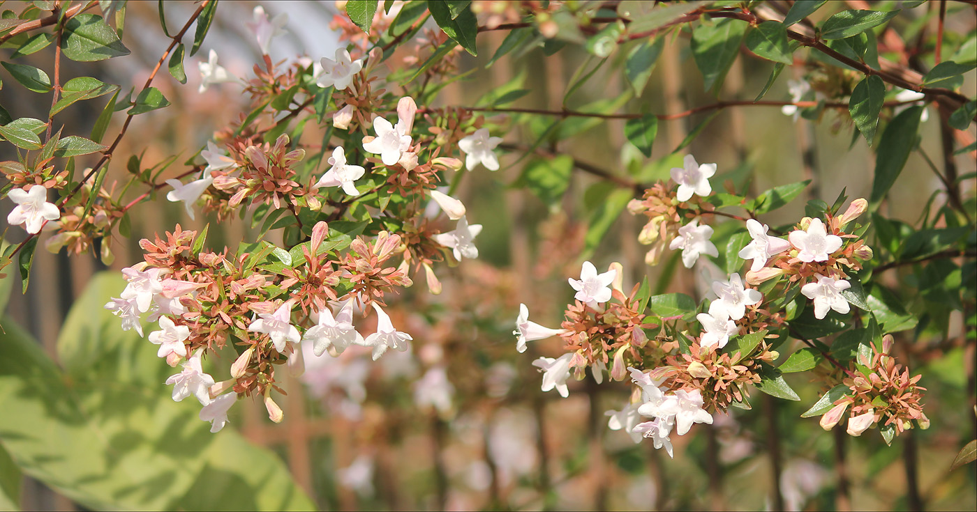 Изображение особи Abelia &times; grandiflora.