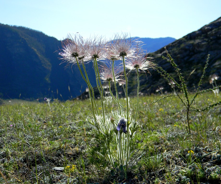 Изображение особи Pulsatilla turczaninovii.