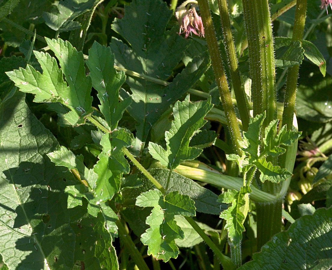 Image of Heracleum sphondylium specimen.