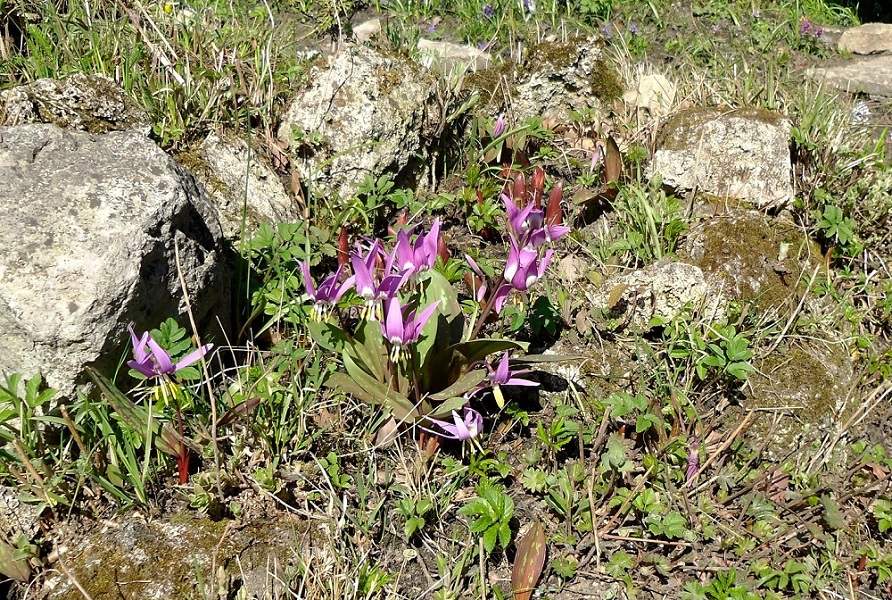 Изображение особи Erythronium sibiricum.