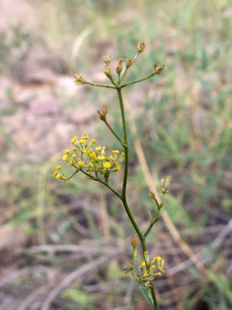 Image of Bupleurum exaltatum specimen.