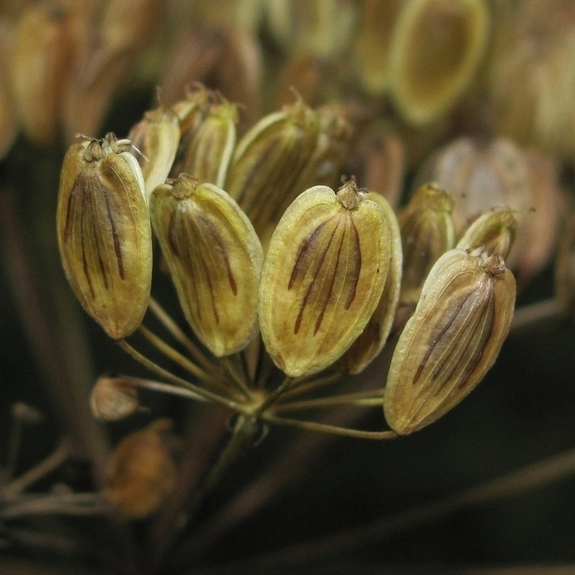 Изображение особи Heracleum sibiricum.