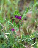 Vicia cordata. Верхушка цветущего растения. Крым, Южный берег, Кутлакская бухта. 05.05.2011.