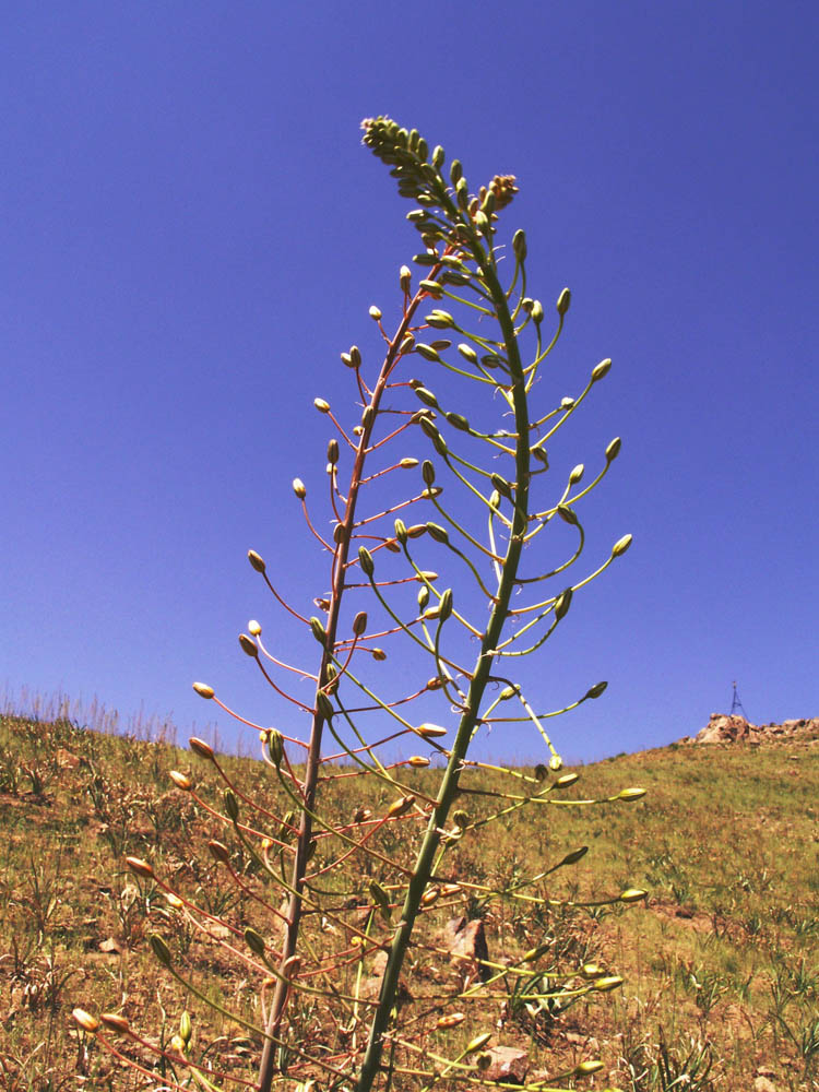 Изображение особи Eremurus soogdianus.