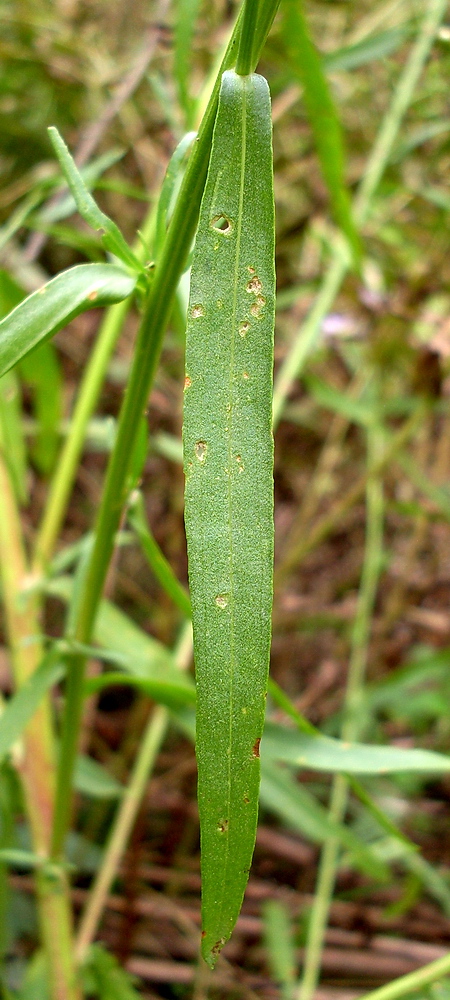 Image of Tripolium pannonicum specimen.