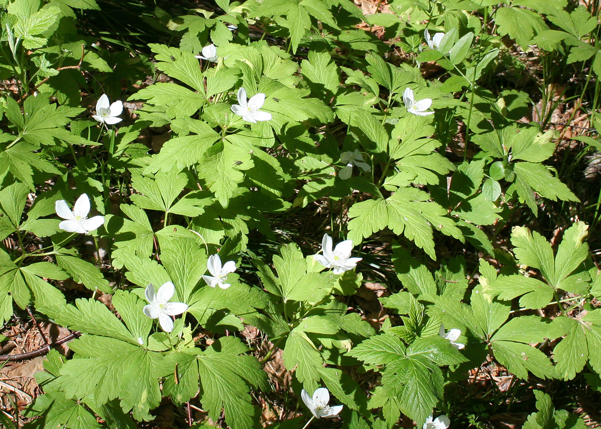 Изображение особи Anemone umbrosa.