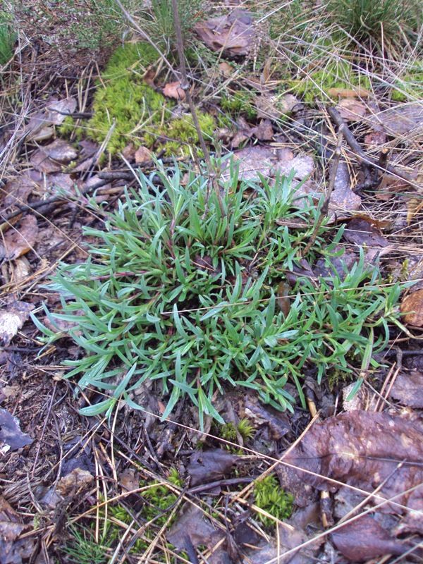 Image of Gypsophila fastigiata specimen.