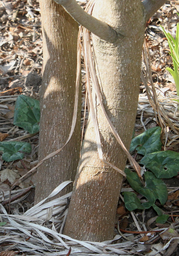 Image of Trochodendron aralioides specimen.
