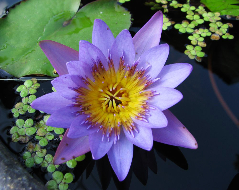 Изображение особи Nymphaea nouchali var. caerulea.