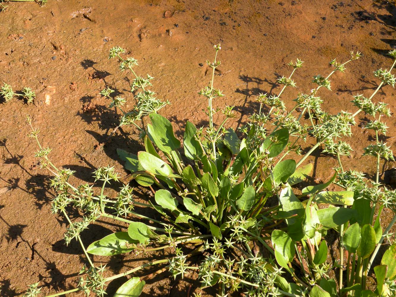 Image of Damasonium alisma specimen.