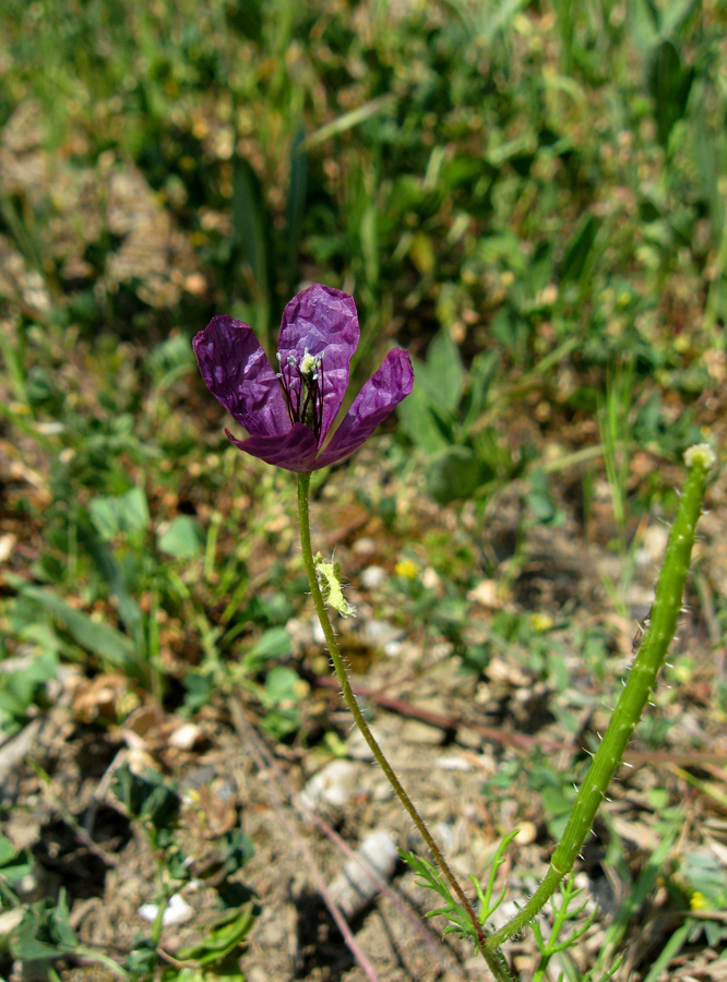 Image of Roemeria hybrida specimen.