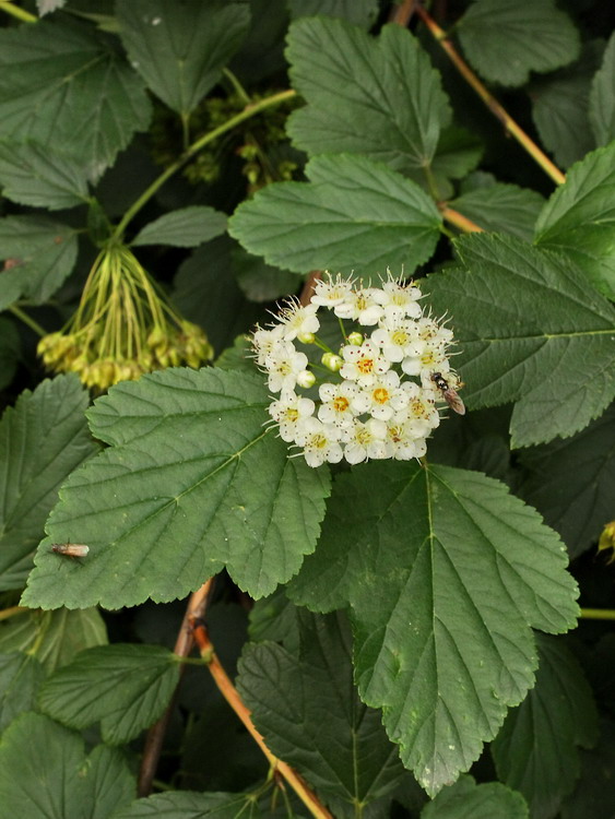 Image of Physocarpus opulifolius specimen.