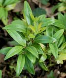 Sarcococca hookeriana var. digyna