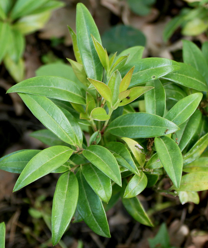 Image of Sarcococca hookeriana var. digyna specimen.