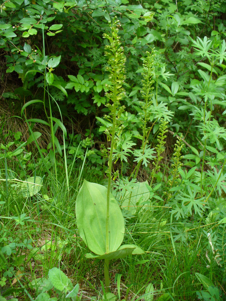 Image of Listera ovata specimen.