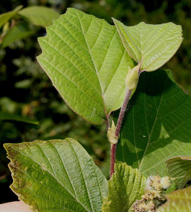 Image of Fothergilla major specimen.