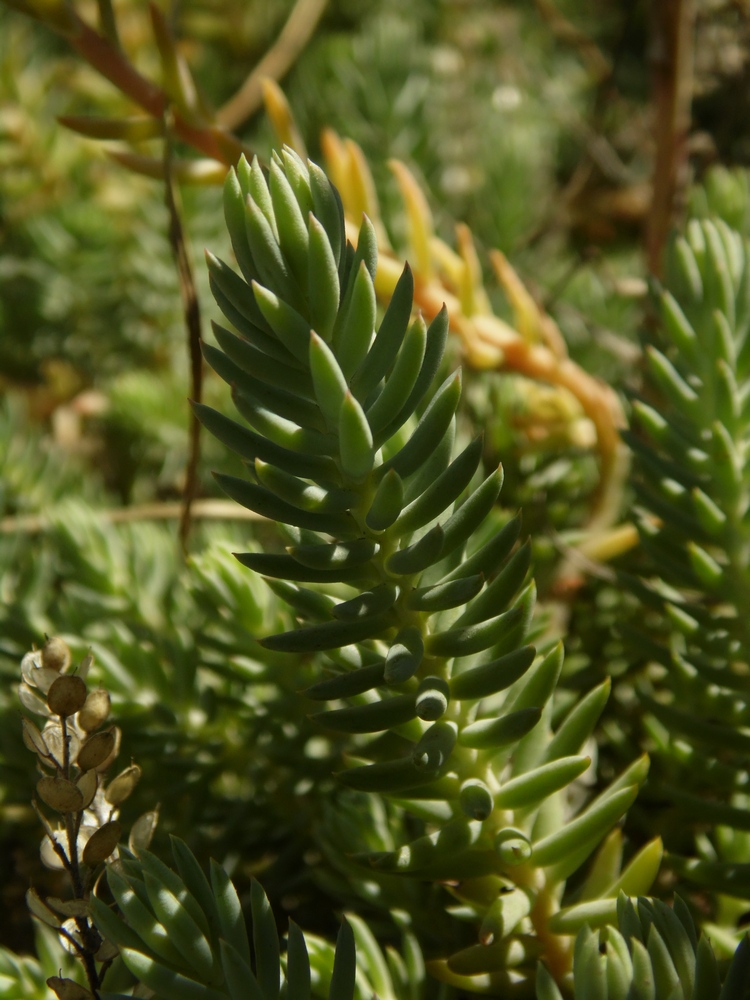 Изображение особи Sedum reflexum.